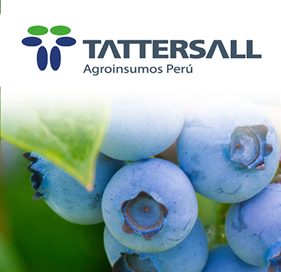 VENTA Y DISTRIBUCIÓN EN PERÚ